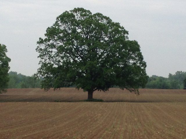 kerberka's profile picture. 