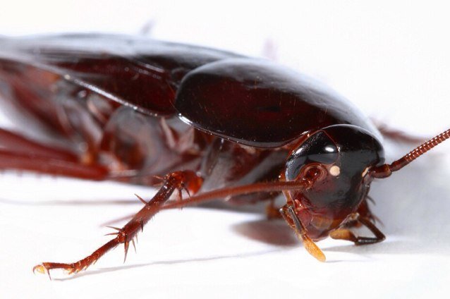 bot_goki's profile picture. 死にかけのゴキブリがつぶやきます