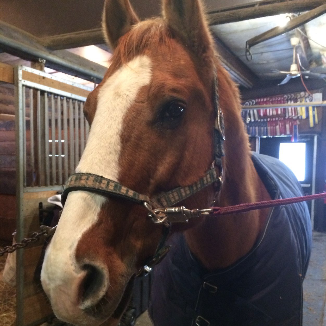 AnMcnutt's profile picture. 