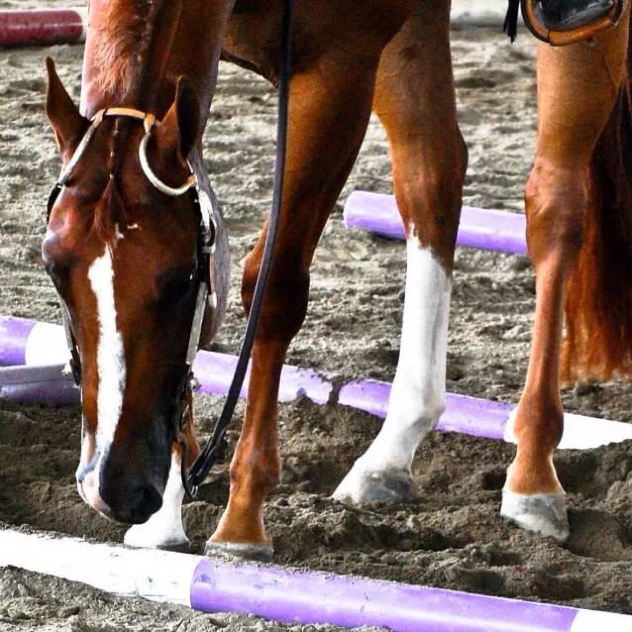 Joint account from two equestrians that are also high school students! Follow us!