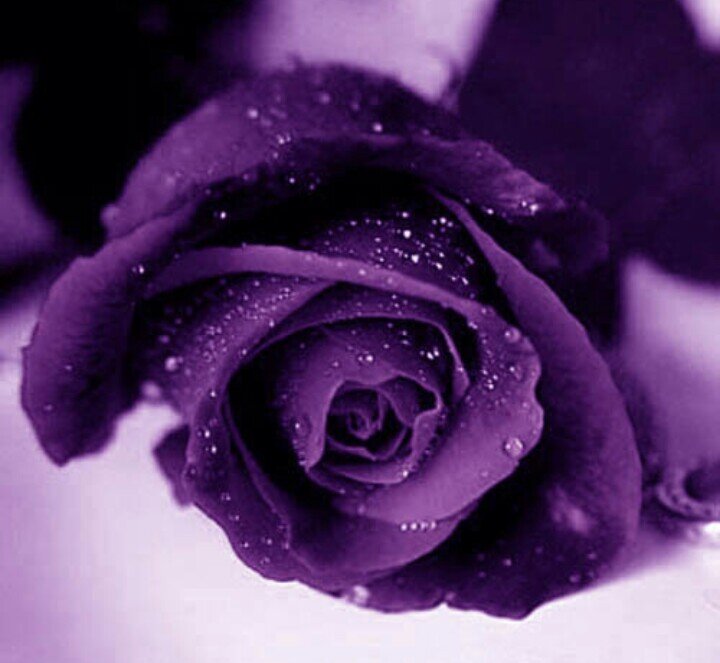 drucer31's profile picture. 