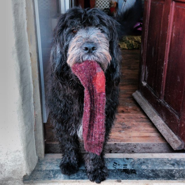 I am Peggysue a Newfie cross Old English Sheepdog. I live in Cornwall where we offer dog friendly holidays in the Tamar Valley!