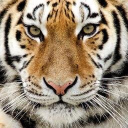 Me gusta obtener información, ideas, consejos, imágenes, etc.