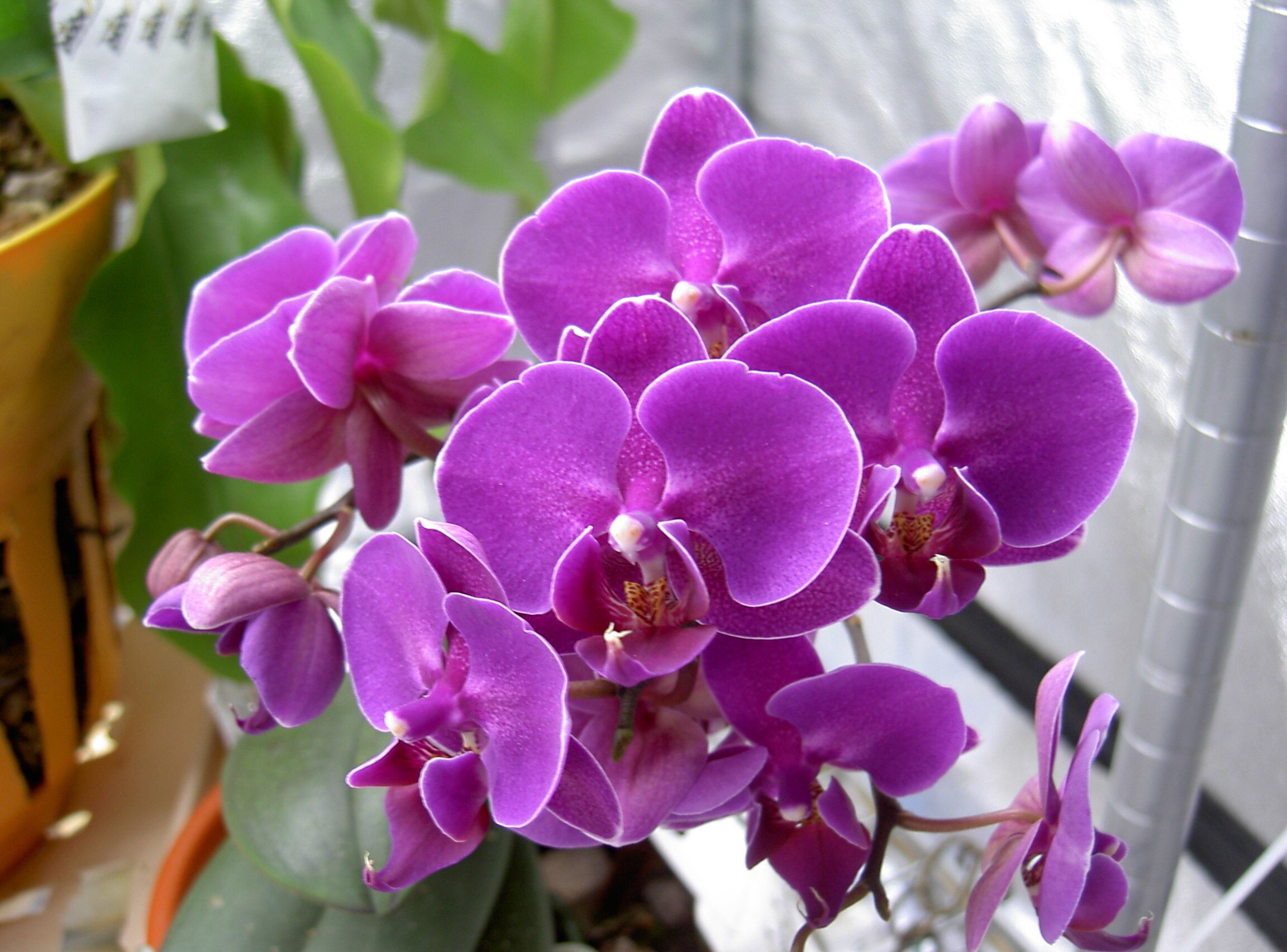 The home on Twitter of http://t.co/PCMjTGCfR7 the place to visit for pictures of exotic orchids and seductive carnivorous plants!