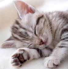 vctocairo's profile picture. しあわせは、自分のこころが決めるのだ！