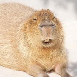 junjunjunikkr's profile picture. フォロー、リム－ブ、ブロックご自由に。その代りリムったらリムり返します。フォロバは100％。遅くなっても少し待っててください。