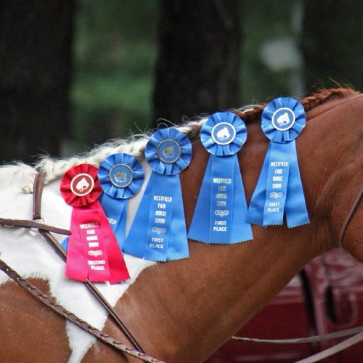 Tweets about being chronically ill and still living the horse life.
