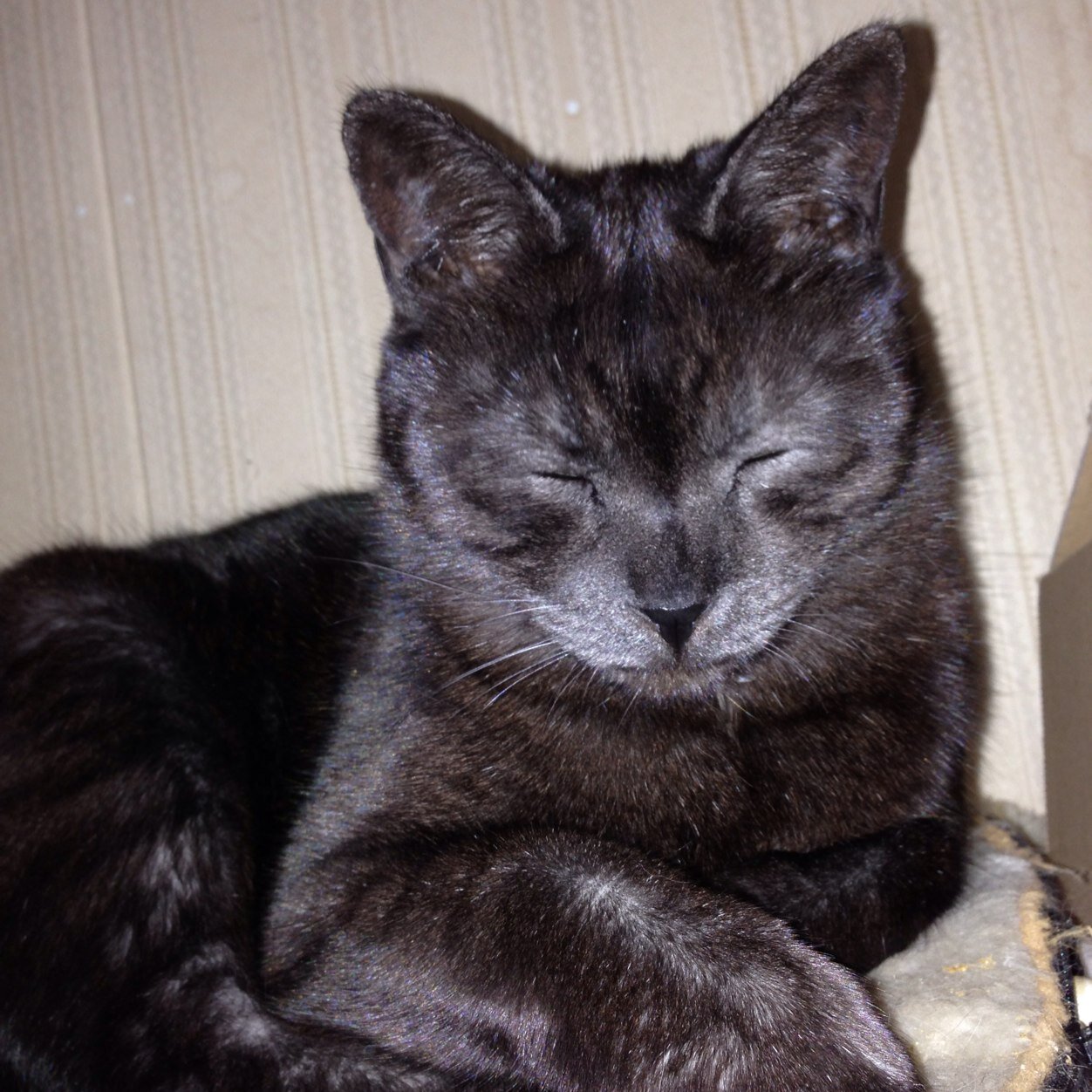 izoys's profile picture. 