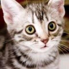 catandmovie2053 Profile Picture