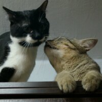 Tompi And MJ The Cat (@tompi_mj_cat) 's Twitter Profile