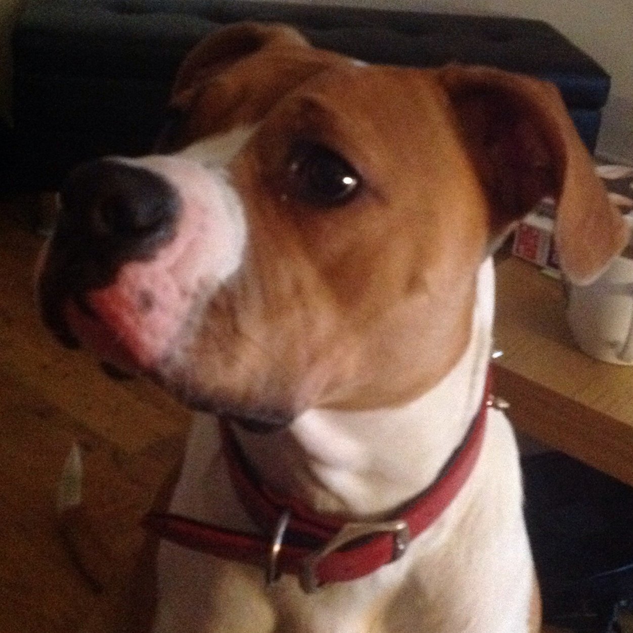 LolaUSAbully's profile picture. I'm an American bulldog. I love food , sleeping , playing and going on long walks with mummy , daddy and my little friend Maisy! Follow me buddies!!!#AmBull