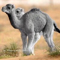 بدر سعد النفيعي (@mdjdidh511) Twitter profile photo