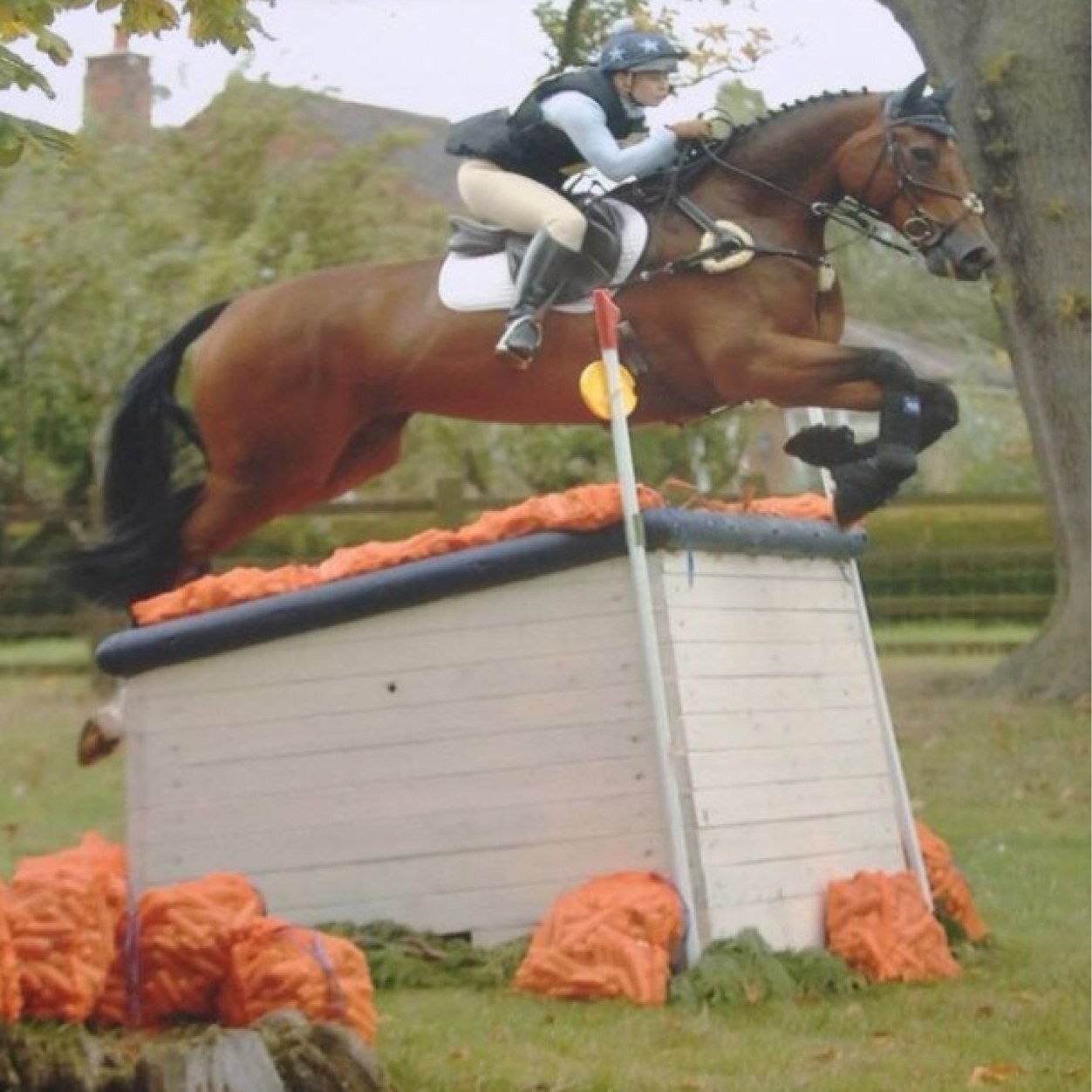 vssporthorses's profile picture. importers and produces of quality irish sport horses and ponies