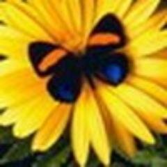 corlakimze's profile picture. Прокрустово ложе