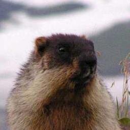 vipsurok's profile picture. Новости строительства