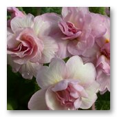 Garden enthusiast with a keen eye for innovative designs