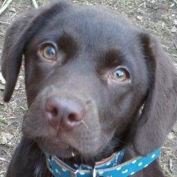 ChloesOfYork's profile picture. Tearoom