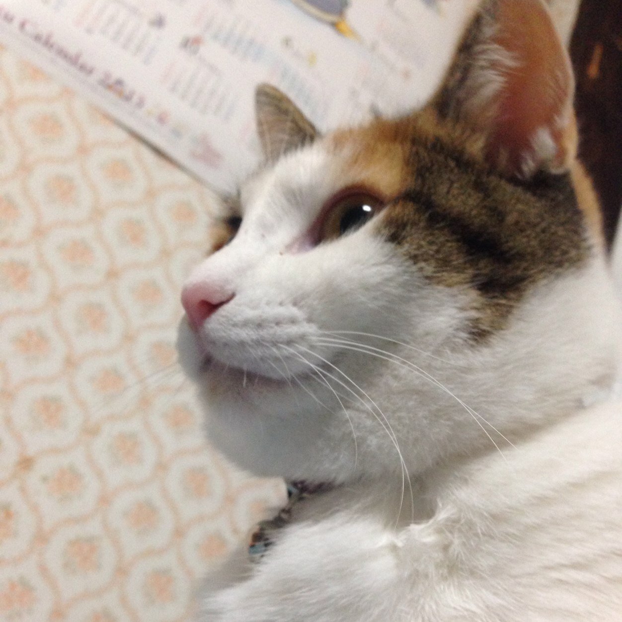 ナロさんのプロフィール画像