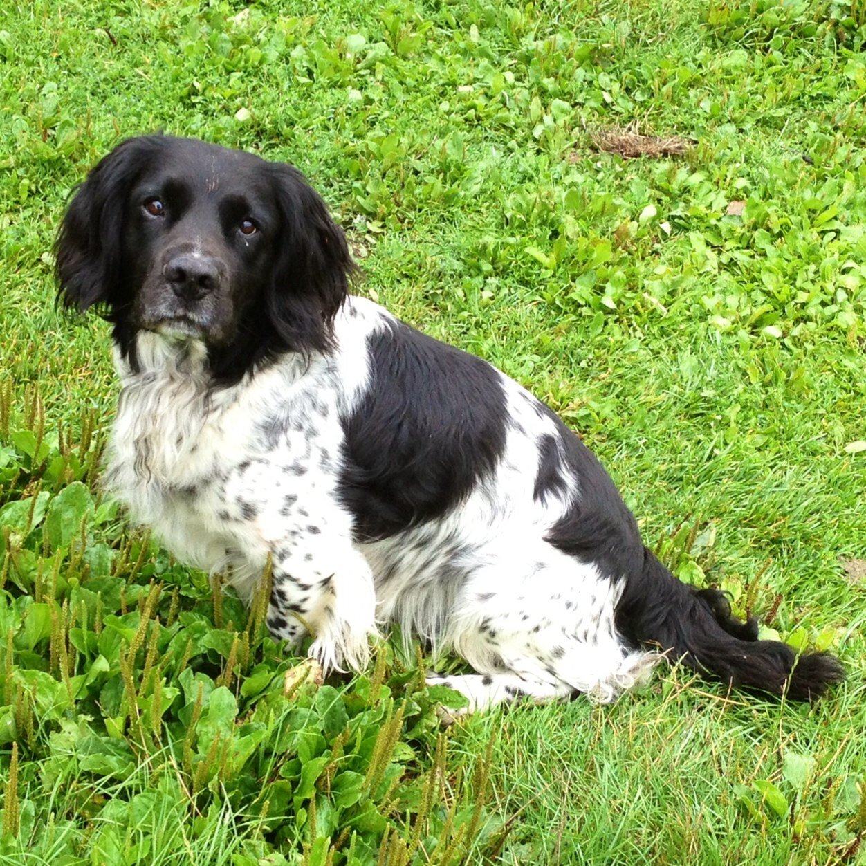 Freddy1dog's profile picture. 