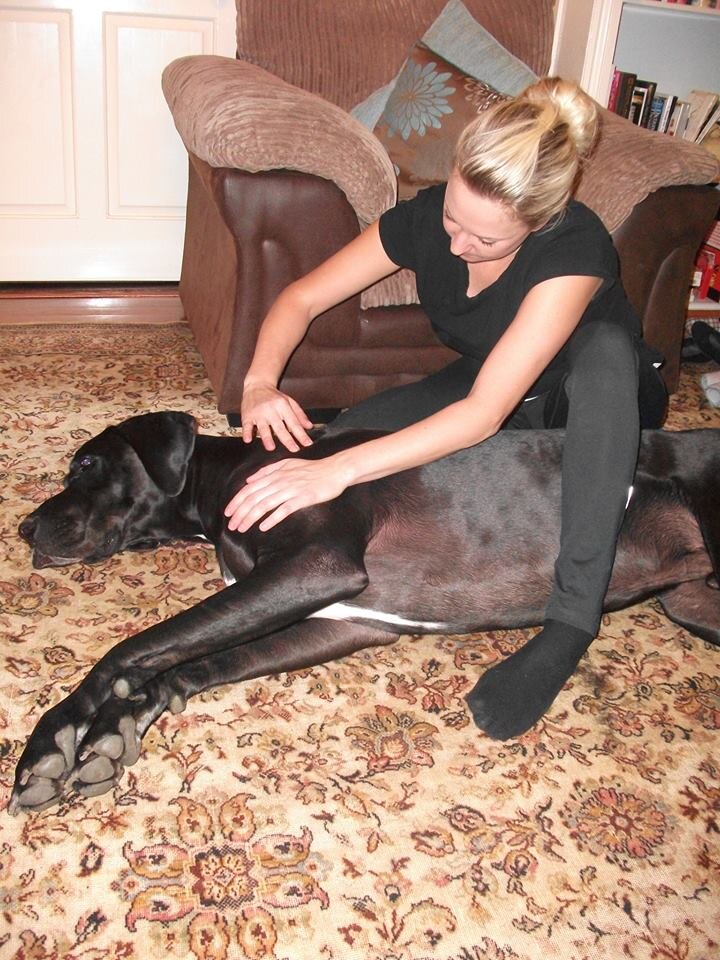 I am a Canine Massage Therapist covering Hertfordshire, Bedfordshire & Buckinghamshire.