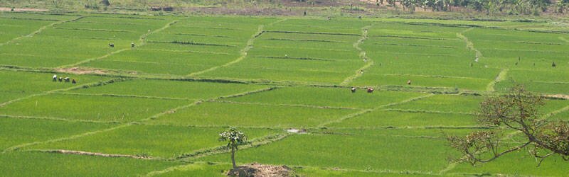 _rssp's profile picture. Single Project Implementation Unit-Land Husbandry Water Harvesting and Hillside Irrigation/Rural Sector Support Project. Boosting Rwanda's food production.