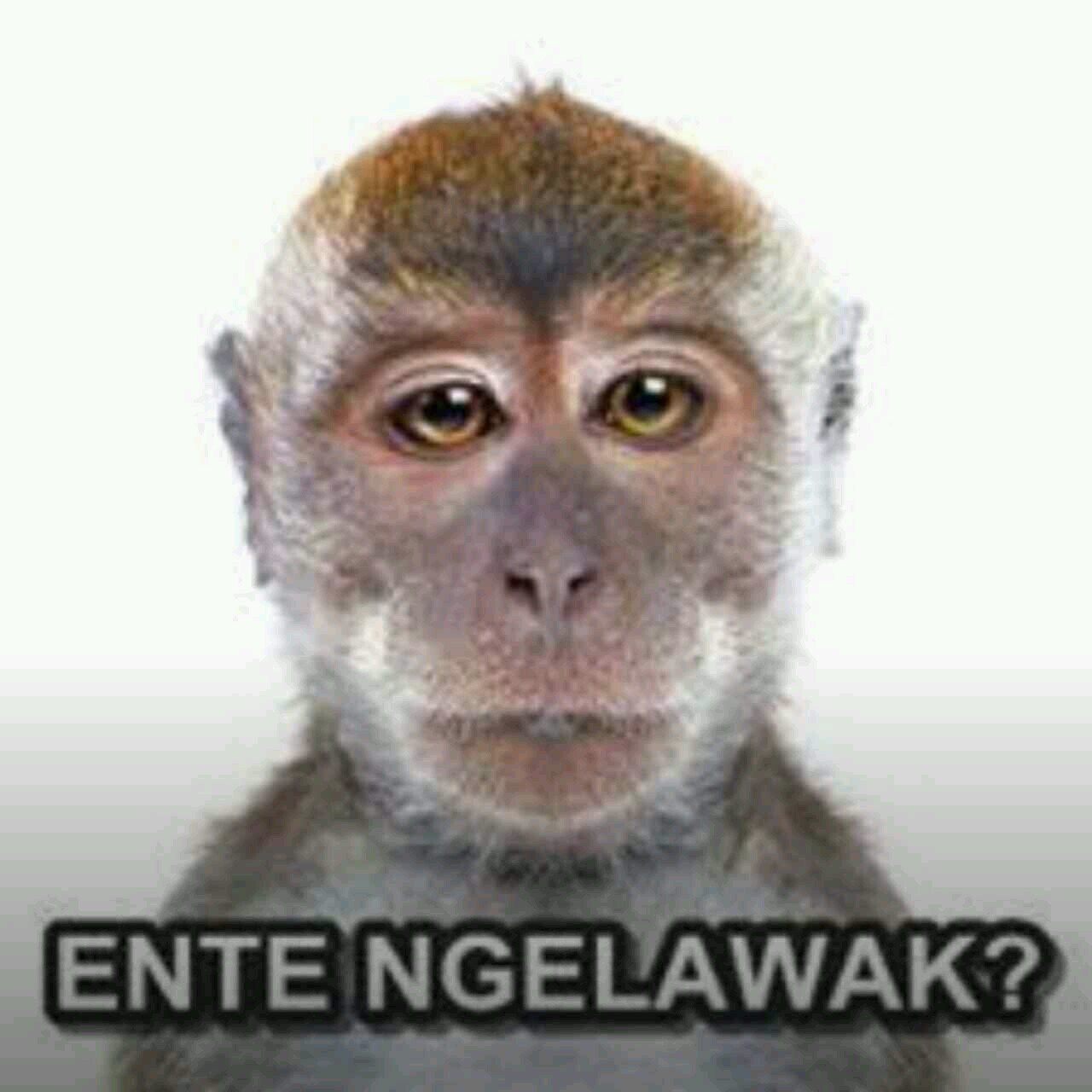 arsenal_gn's profile picture. saya imigran dari pidibugil yg dititipkan ke jamban ragunan menjadi kera dan di suruh untuk main twiterr sama babeh duwlooh ( polow saya ) mbla'mbla'm is tu yu