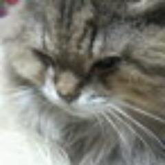 ハロヲタからＫＳＤＤに退化しました(笑)　頑張ってるアイドルはみんな大好き！＼(^o^)／　メジャーから地下まで何でも来いやっ！＼(^o^)／・・・いや、行かせていただきます(笑)