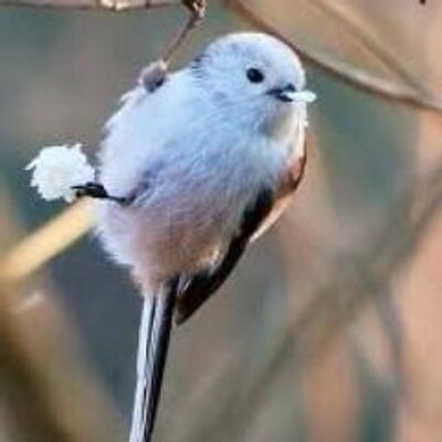 ゆるこ Yurucoponco Twitter
