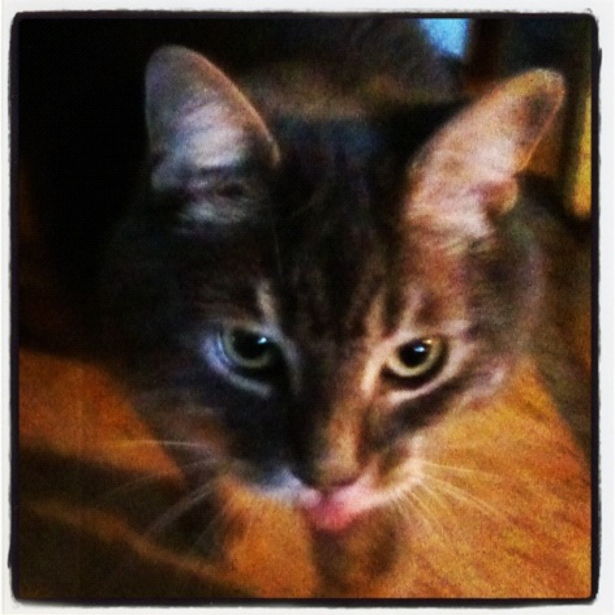 capriciousgeek's profile picture. Capricious craft addict. Dog person. Music lover. Collector of randomness.