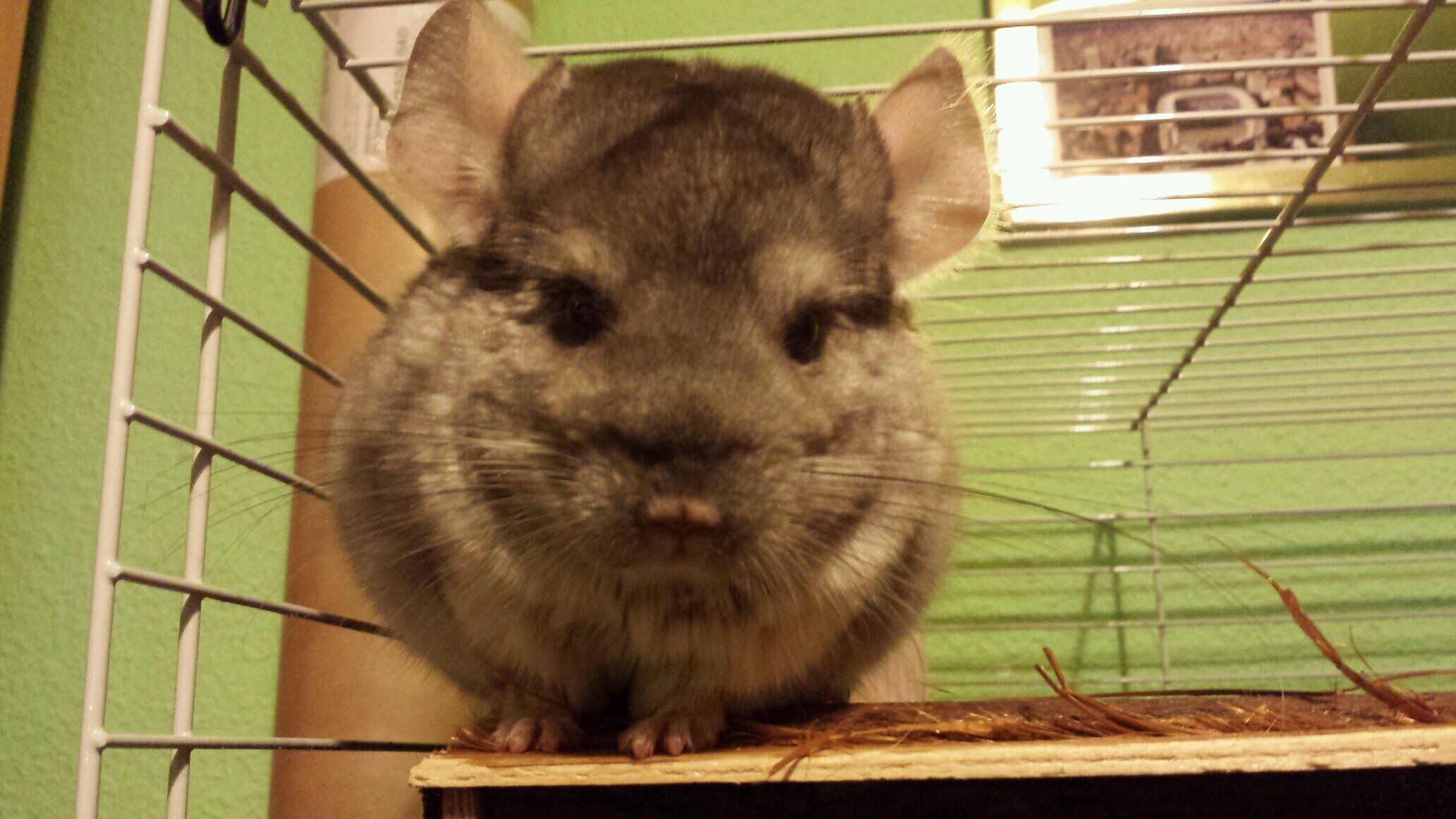 chinchillacarti's profile picture. Soy la chinchilla más divertida y curiosa.  Mascota de @Blogger_Im. Fan incondicional de @IndiaMartinez, @Riki_Rivera y @Realmadrid