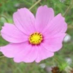 綺麗な花が好きだから Kireinahanaga Twitter 綺麗な花が好きだから Kireinahanaga Twitter