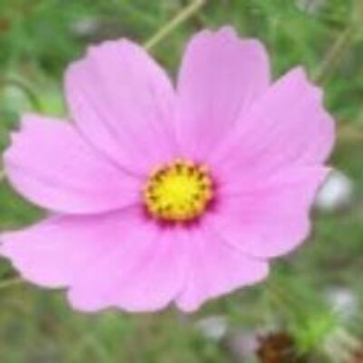 綺麗な花が好きだから Kireinahanaga Twitter