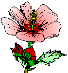 Herb Research Foundation - solid herb science and education for over 25 years