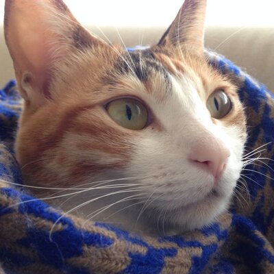 島・山　二重印刷エラー　Jumpstart quizcat (@quiz_cat) / X
