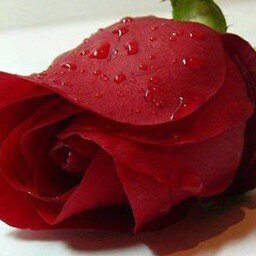 هُنآكَ بَحہَ مُمَيزهَ جدًا تَصيبٌ من يَتقنونّ فنْ ﺈلصمتّ فَي حنجرهّ وَﺈحدهَ يَجتمعٌ ﺈلبرُودَ وﺈلضَحِك وَﺈلآلمّ وَﺈلھدَوُء '
