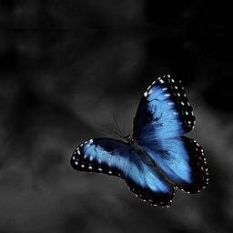 _BLUEAGEHA_'s profile picture. #UX 디자이너 #구글/애플/스노보드/무라카미하루키/움베르토에코/블레이드러너/라디오헤드/세상의 모든 고기,생선,면 요리들 #테라플루 중독 #뒹굴거리기 #주식투자는 했다하면 반토막