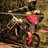 RaceStrong_MX's profile image