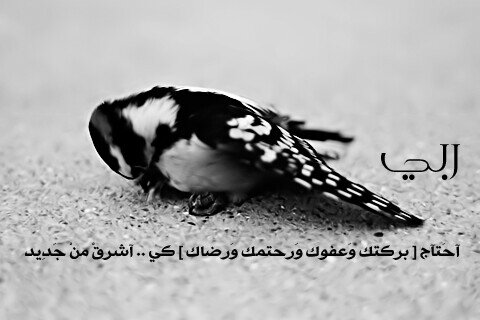 ‏من أسَباب السعِادة :  
لِسان يحمد اللہ فيّ السَراء والضراء . 
#الحمدللہ_كثيرا ..'♡   ♥♡ - -̶--̶--̶-- --̶-- -٭♥٭