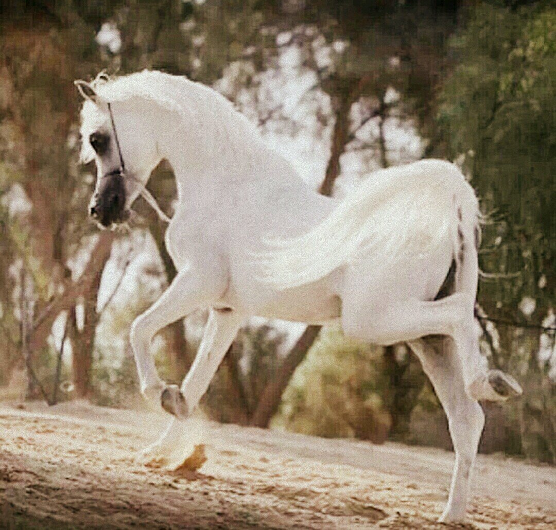 Rooh_Gaalih's profile picture. بالمناسبه..أنا لا أناسب ^أحد//.._الخاص=بلوك_