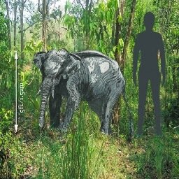the book by Matt Salusbury, published by CFZ Press. Tweets by the author. (Zoology/History of Science)