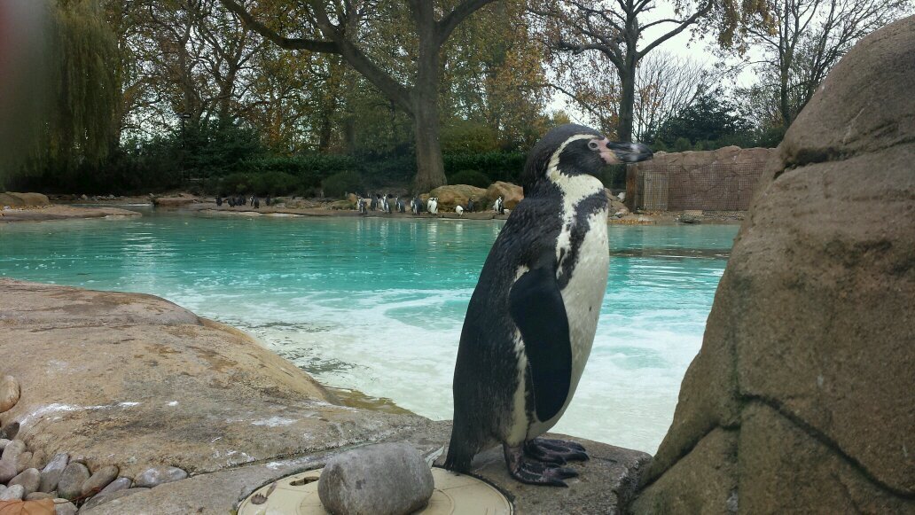 BasilNimrod's profile picture. renegade penguin