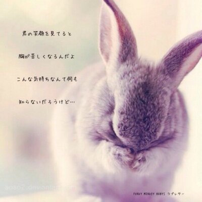 涙うさぎ Tears Rabbit06 Twitter 涙うさぎ Tears Rabbit06 Twitter