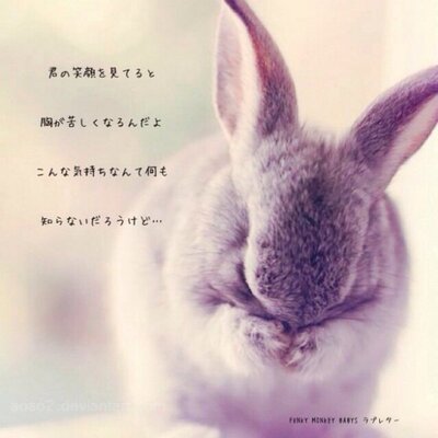 涙うさぎ Tears Rabbit06 Twitter