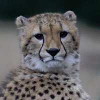 相互フォロー援助 (@eachoth72) 's Twitter Profile