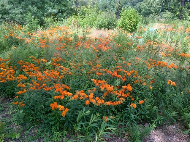 grasslady11's profile picture. Horticulturalist