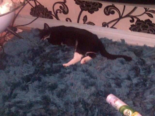 danii_07542's profile picture. 