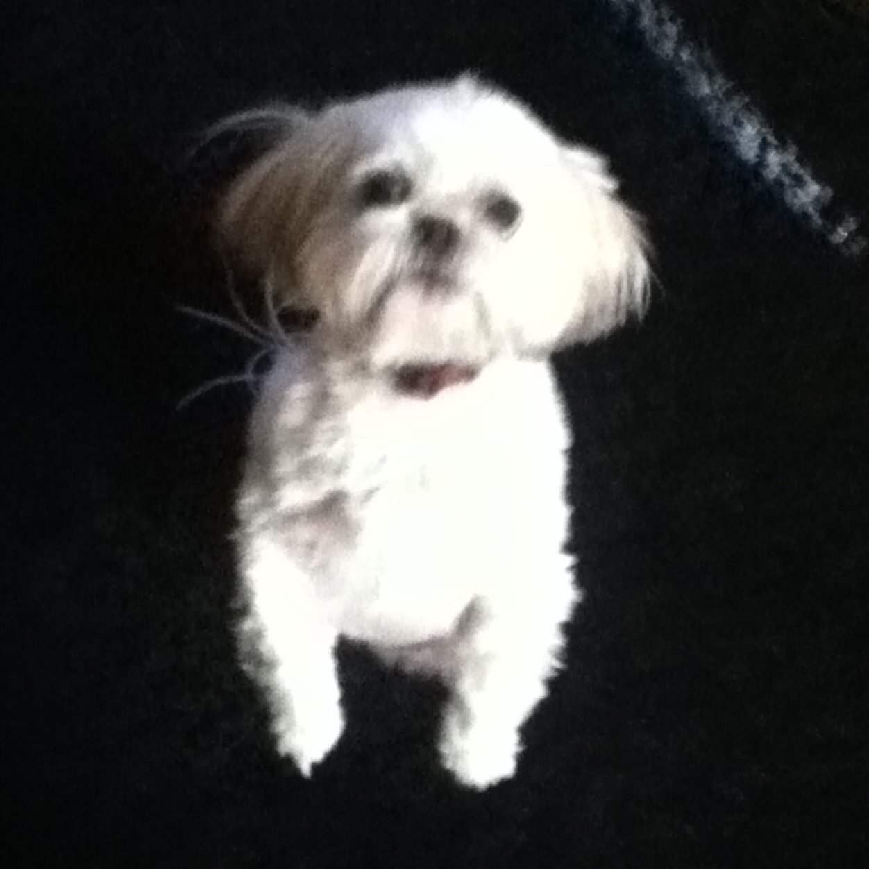 BeltsDog's profile picture. |Im a princess| enjoy beef jerkey| mcdonalds french fries|orgy| #TeamNeutered | R.I.P Smokey