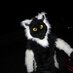 naughty lemur (@OskithefoxAD) Twitter profile photo