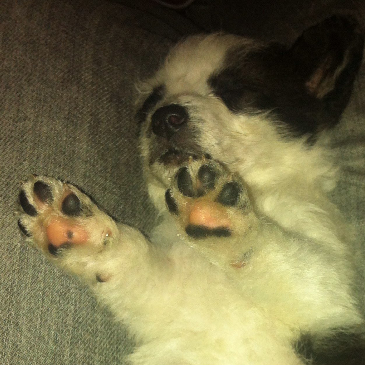 1Fabrick's profile picture. Futuro Antropologo