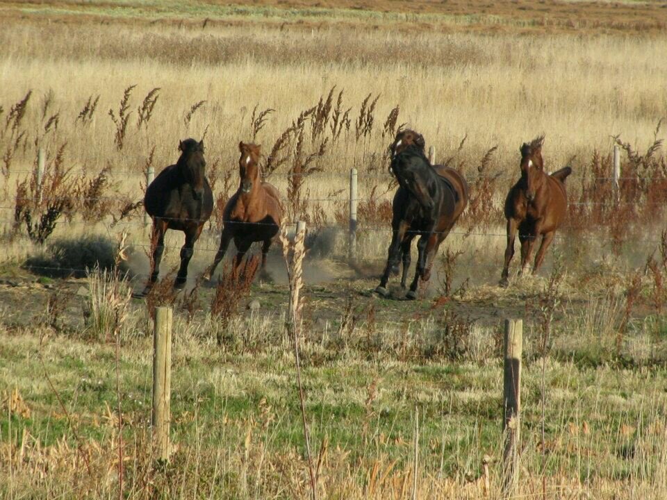 armadalestables's profile picture. 